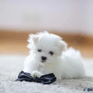 Appreciation devotion MF Maltese puppies ready now
