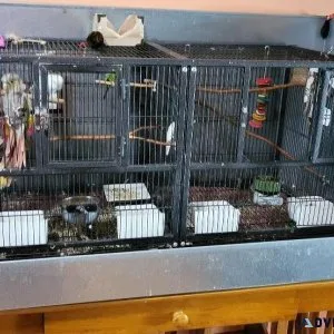 Bird cage and enclosure