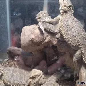 Bearded Dragons