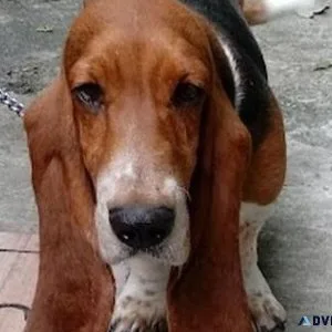 Basset Hound Adult Female (tri-color)