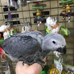 Babies African Greys for lovely homes.