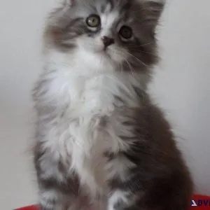 Maine Coon kittens