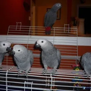 Congo African Grey Parrots For Sale With Cage and toys.