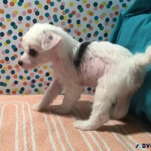 Charming  Chinese Crested