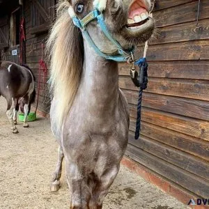 Mini donkey