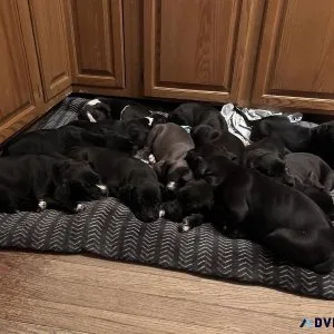 Puppies for sale