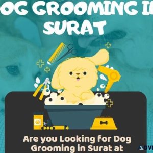 Dog Grooming Services in Surat