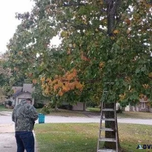 Last limb tree and shrub