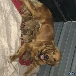 Golden Doodle puppies to rehome.