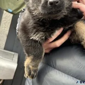 Stunning litter of 9 pedigree straight back GSD puppies for sale