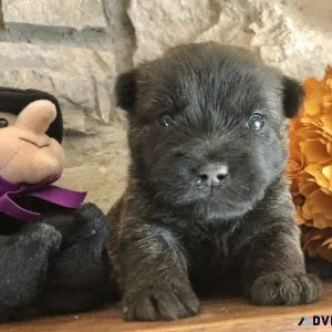 Cairn Terriers