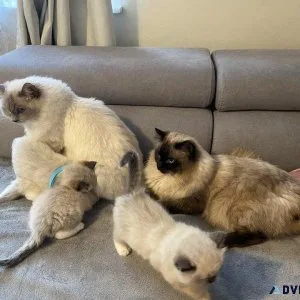 Gorgeous Ragdoll kittens
