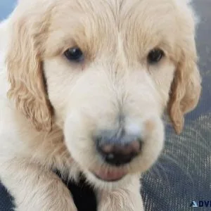 Gorgeous Goldendoodle puppies