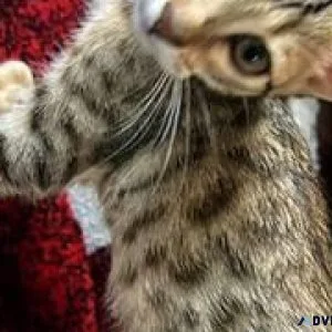 bengal kittens