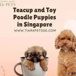 Teacup Poodle Puppies for Sale