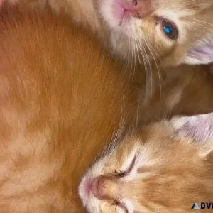 3 kittens that need homes asap