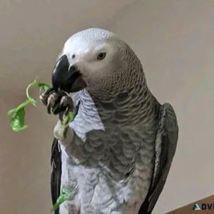 SILLY AFRICAN GREY-PARROT