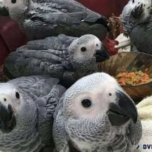 Friendly male and female Congo African Grey Parrots