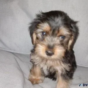 Yorkiepoo
