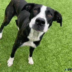 Rehome