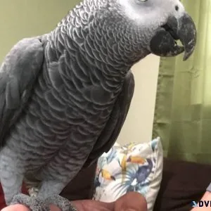 Young African Grey Parrot