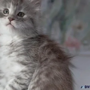 Maine Coon Kittens