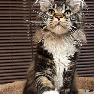 Giant Maine coon kittens