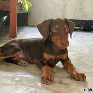 Beautiful Doberman Pinscher puppies for sale.