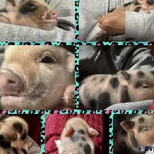 Juliana mini piglets