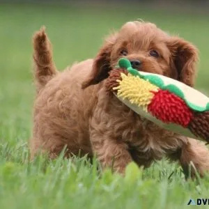 Playful Cavapoo puppies available