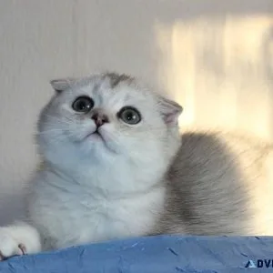 Beautiful munchkin fold kitten available for rehoming