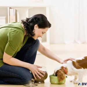 Expert Veterinary Care in Sector 137 Noida  Vet Land Pet Clinic