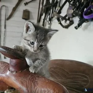 Kittens