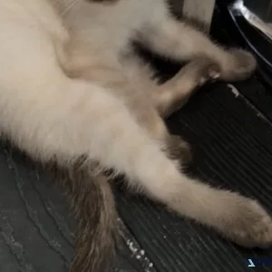 Siamese kittens