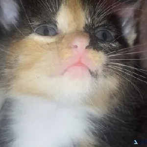 5 kittens for sale