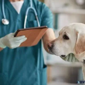 Compassionate Care Pet Clinics in Sector 137 Noida