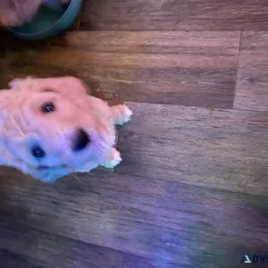 Puppys