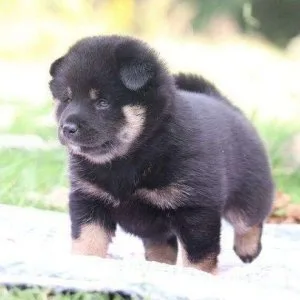 Missionary blue french bull dog pups for sale