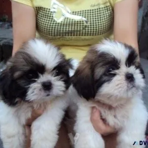 rhjju SHIH TZU PUPPIES