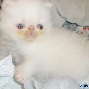 4 moths old kitten for sale
