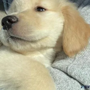golden retriever puppy