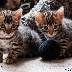 3 beautifully marked Bengal kittens for sale soon