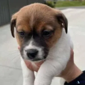 Purebred Jack Russell