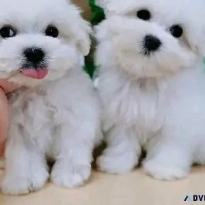 andandHome Raised Maltese Puppies Rehoming andand