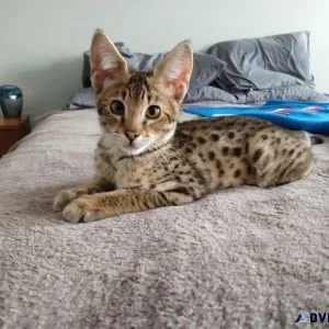 Discover Exotic Cats for Sale at Good Price