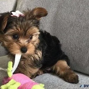 Toy Size Yorkie - 4-6 Lbs 200