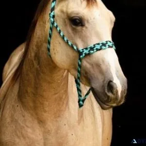Well Bred Well Broke Buckskin 14.2hh Mare in foal to Grullo AQHA