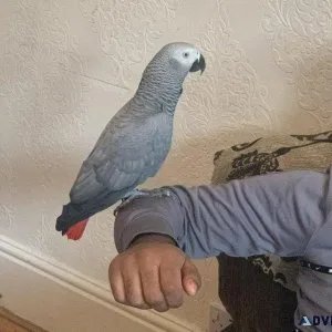 Male african grey congo parrot for sale