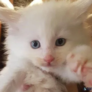 RARE PURE WHITE Polydactyl and non polydactyl kittens.