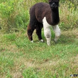 Alpaca Males for sale